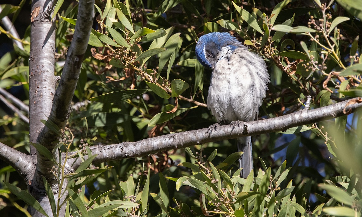 California Scrub-Jay - ML304224501