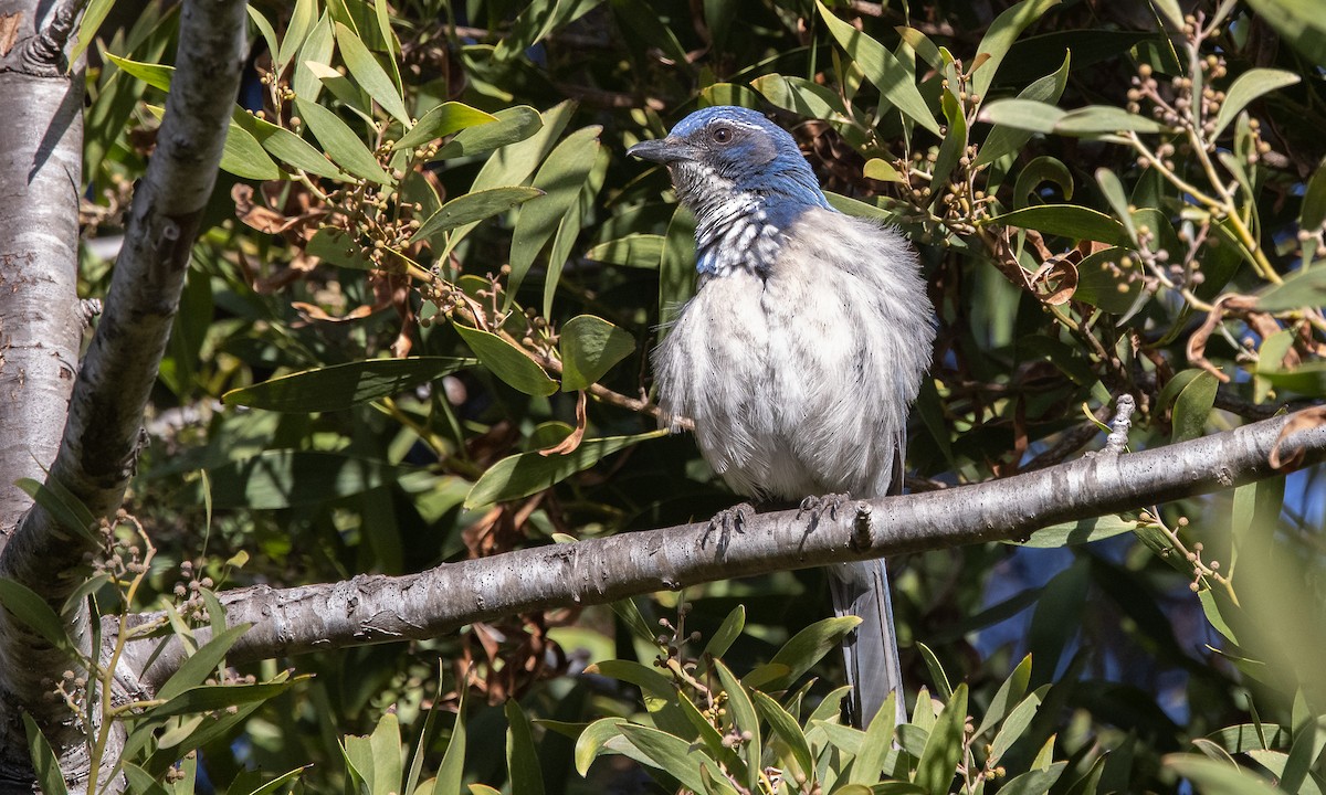 California Scrub-Jay - ML304224541