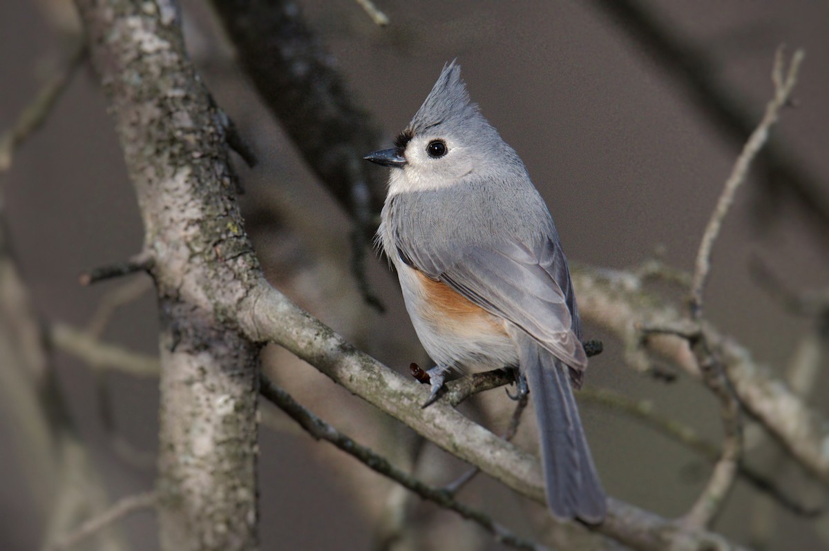 Tufted Titmouse - ML304229711