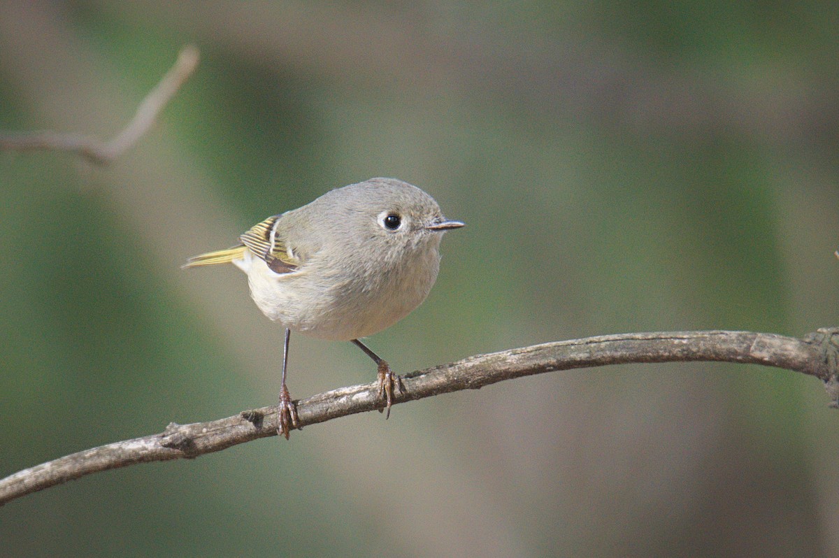 Ruby-crowned Kinglet - ML304229721