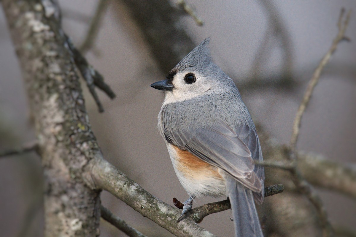 Tufted Titmouse - ML304229751