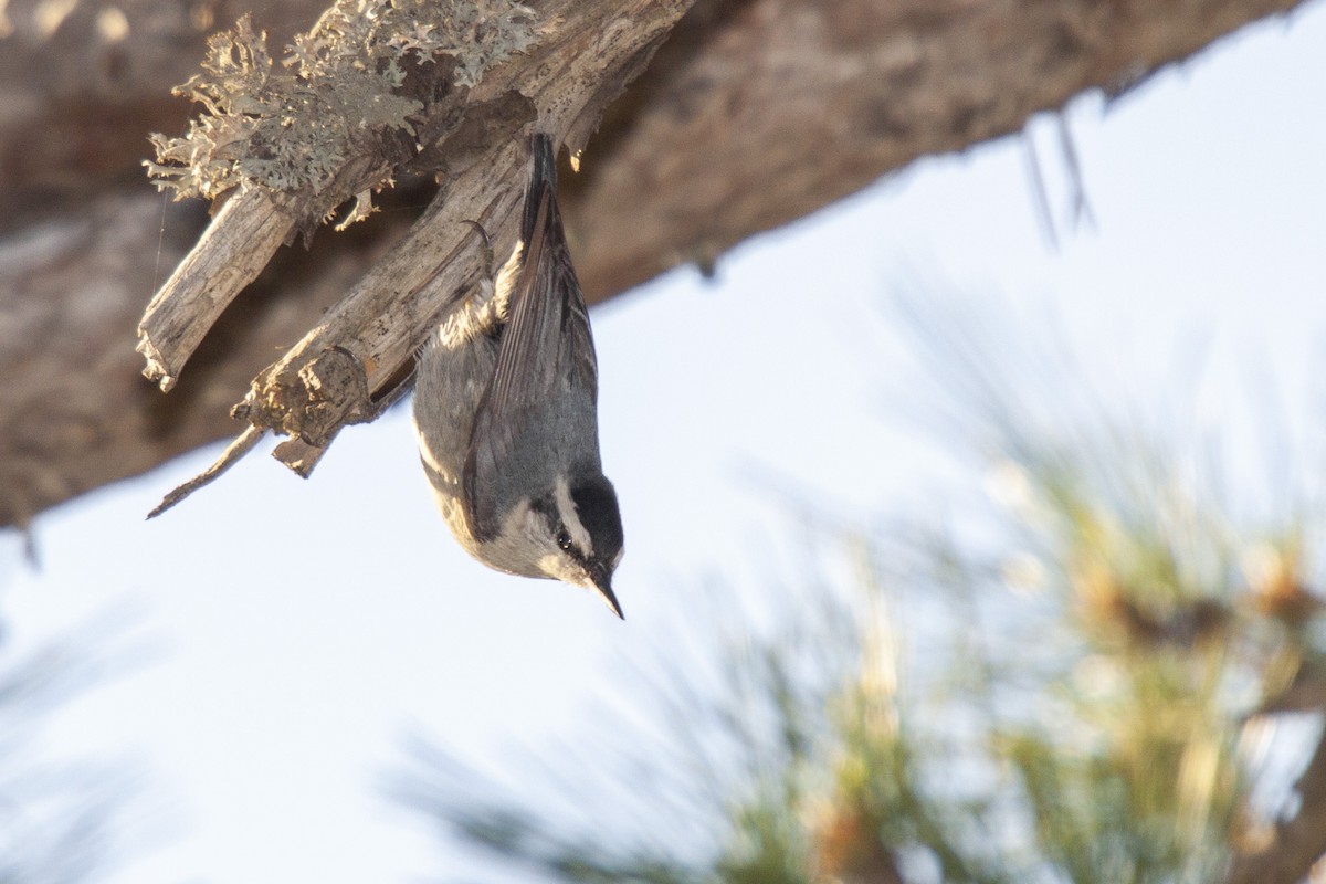 Corsican Nuthatch - ML304231081