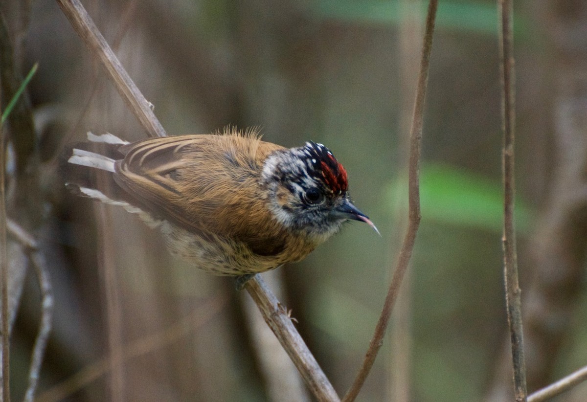 Mottled Piculet - Bettina Amorín