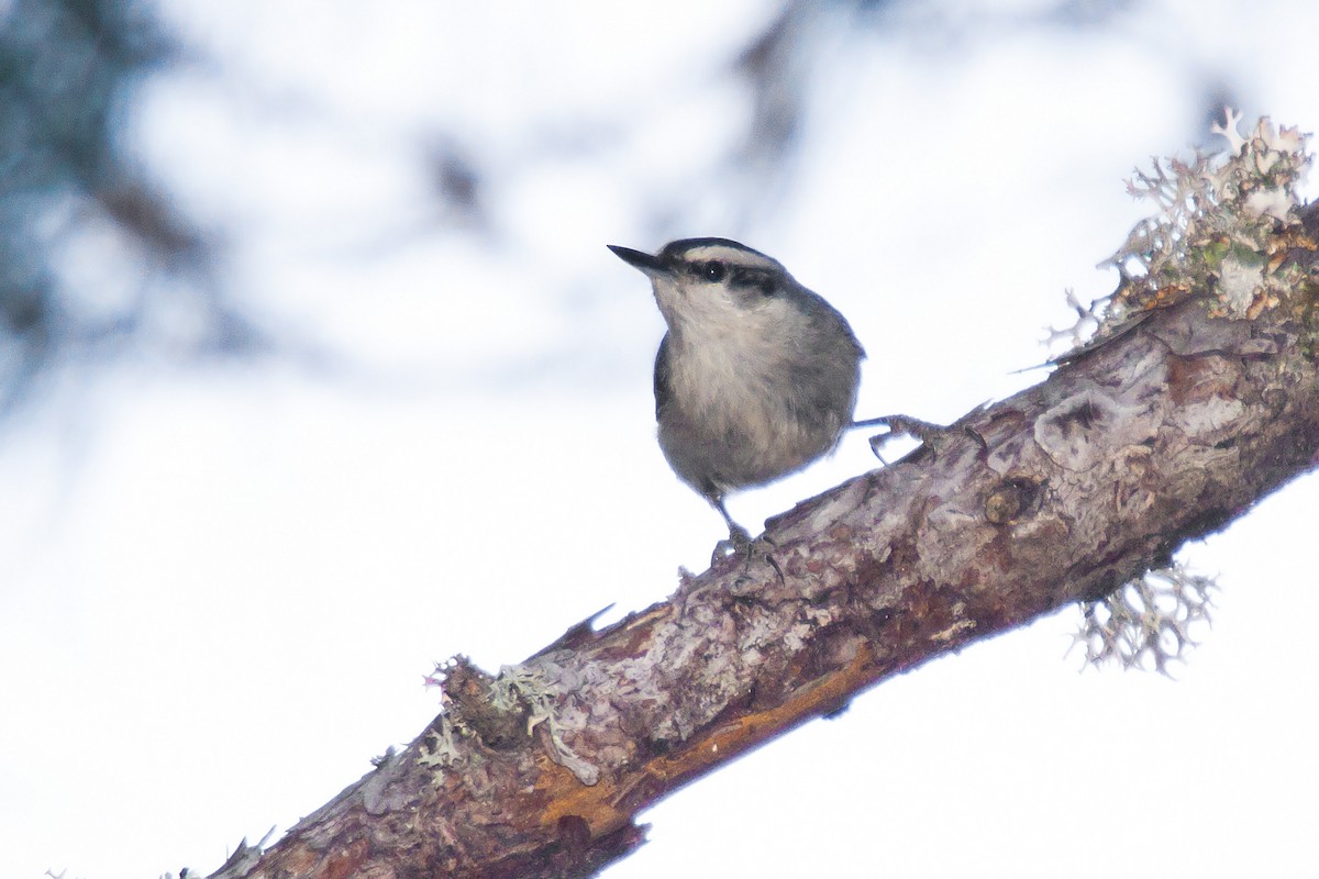 Corsican Nuthatch - ML304231161