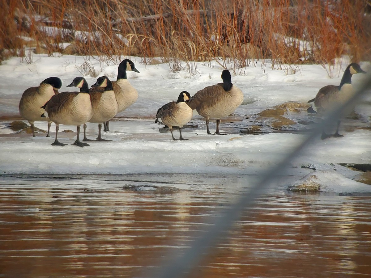 Cackling Goose - Kevin Thomas