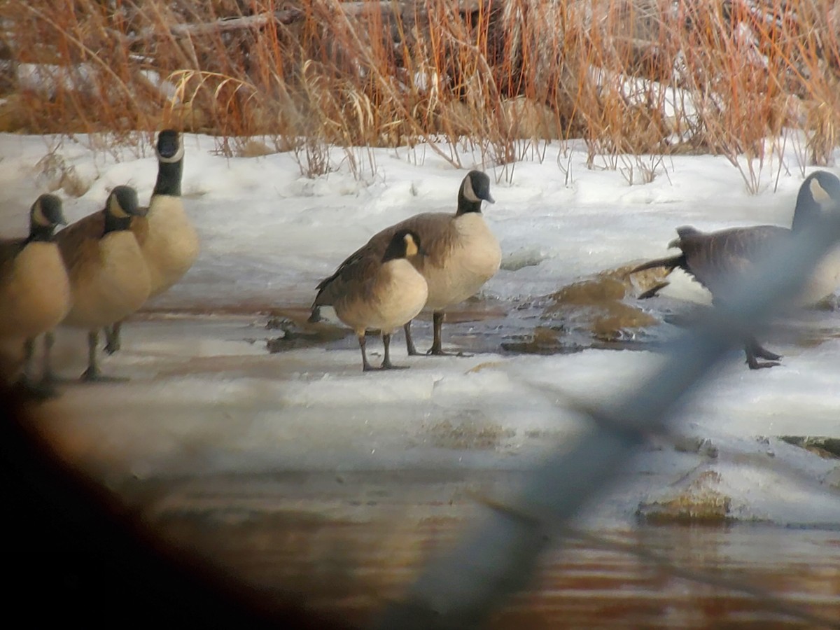 Cackling Goose - Kevin Thomas