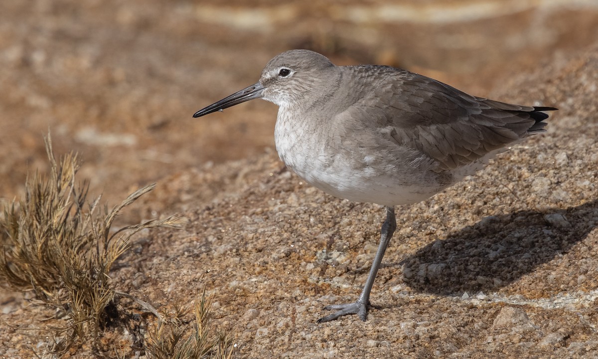 Willet (Western) - ML304232871