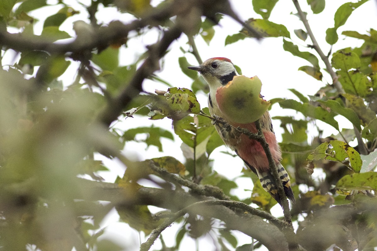 Middle Spotted Woodpecker - ML304233631