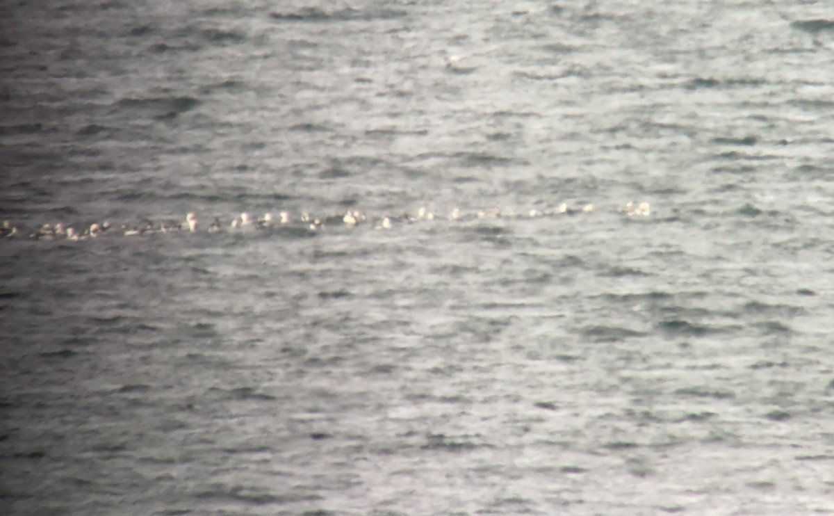 Long-tailed Duck - ML304236691