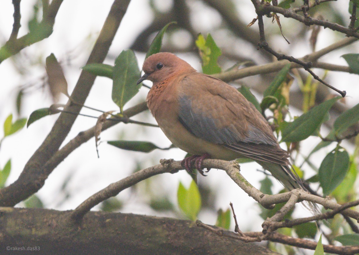 Laughing Dove - ML304238041
