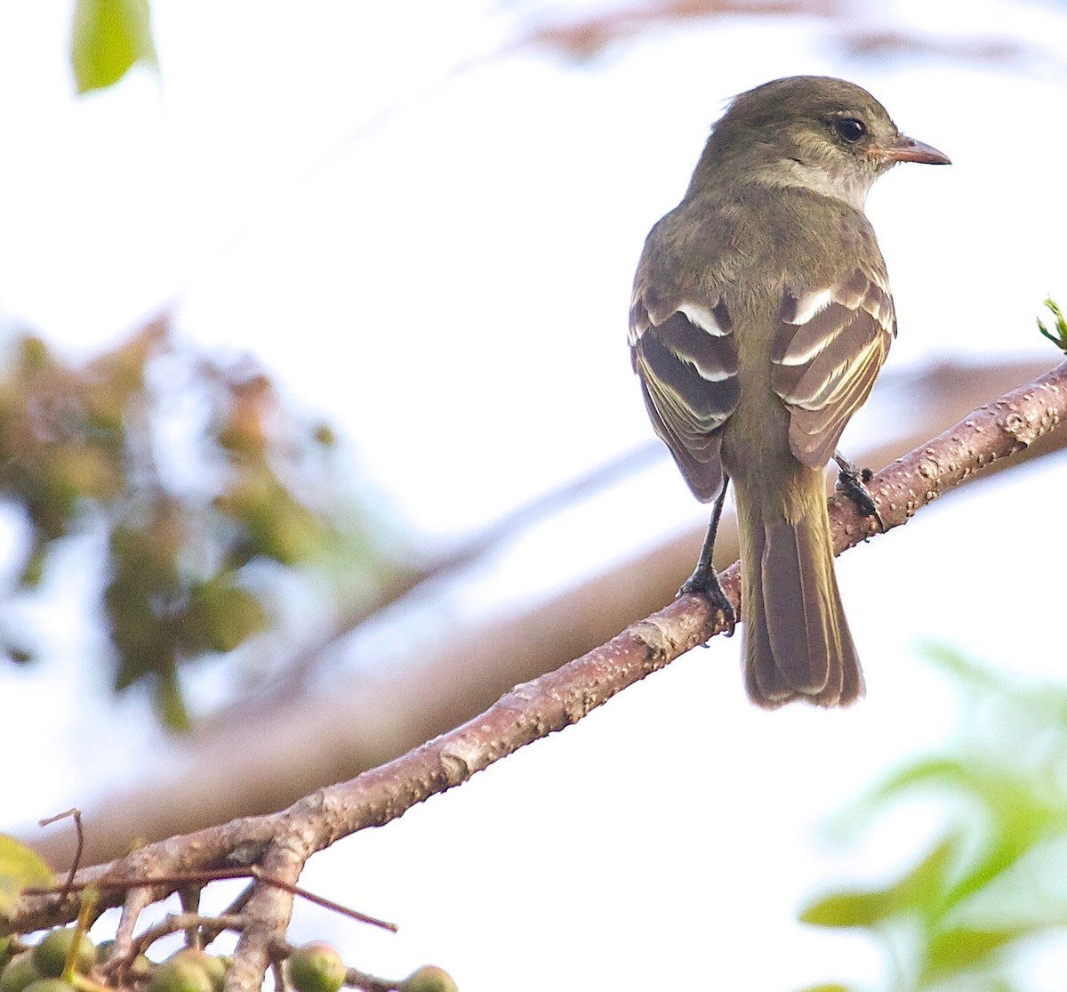 Caribbean Elaenia - ML30424001