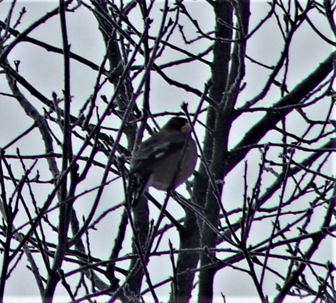 Evening Grosbeak - ML304243241