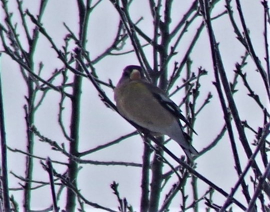 Evening Grosbeak - ML304243261