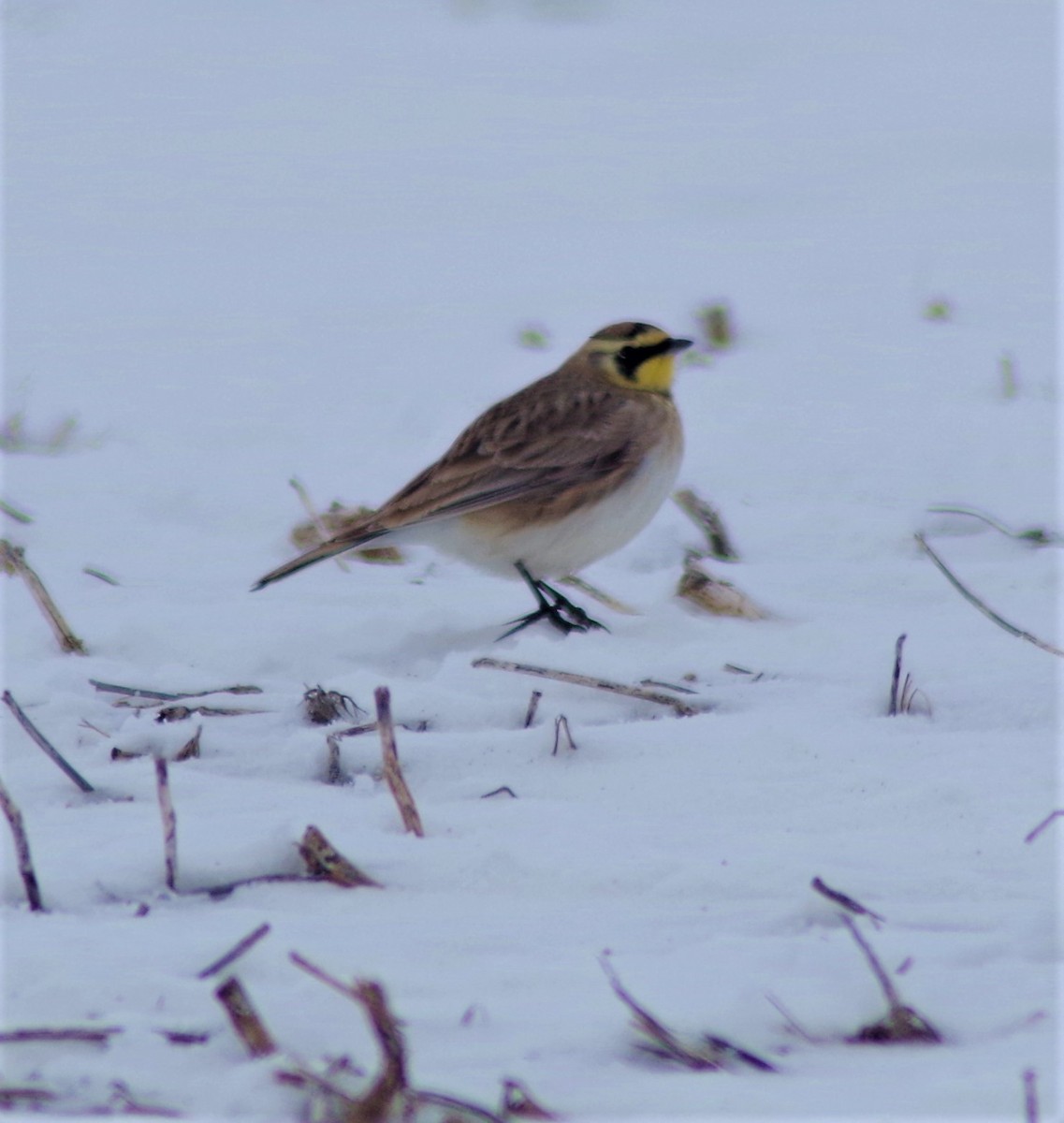 Horned Lark - ML304243771