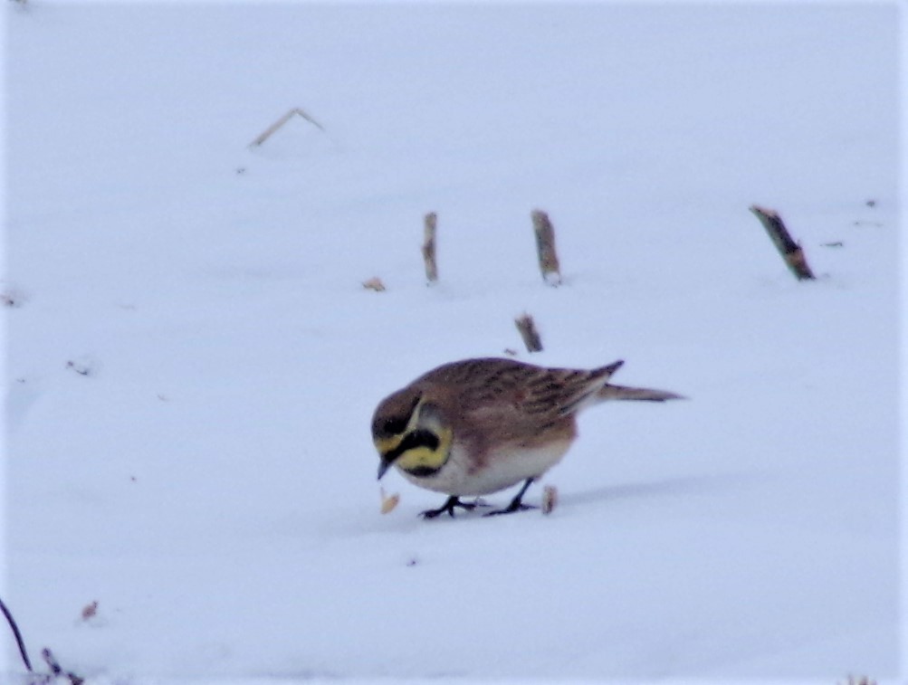 Horned Lark - ML304244041