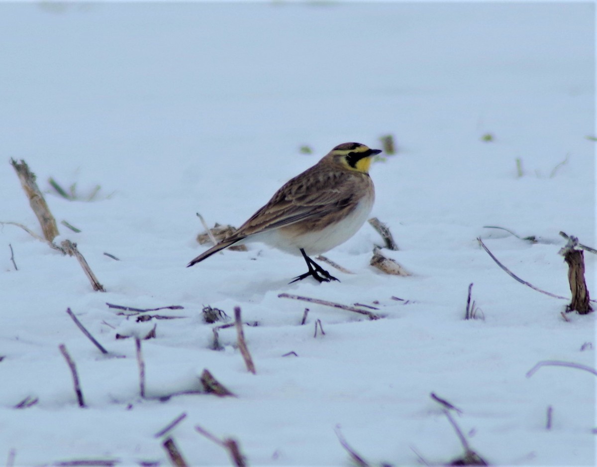 Horned Lark - ML304244241