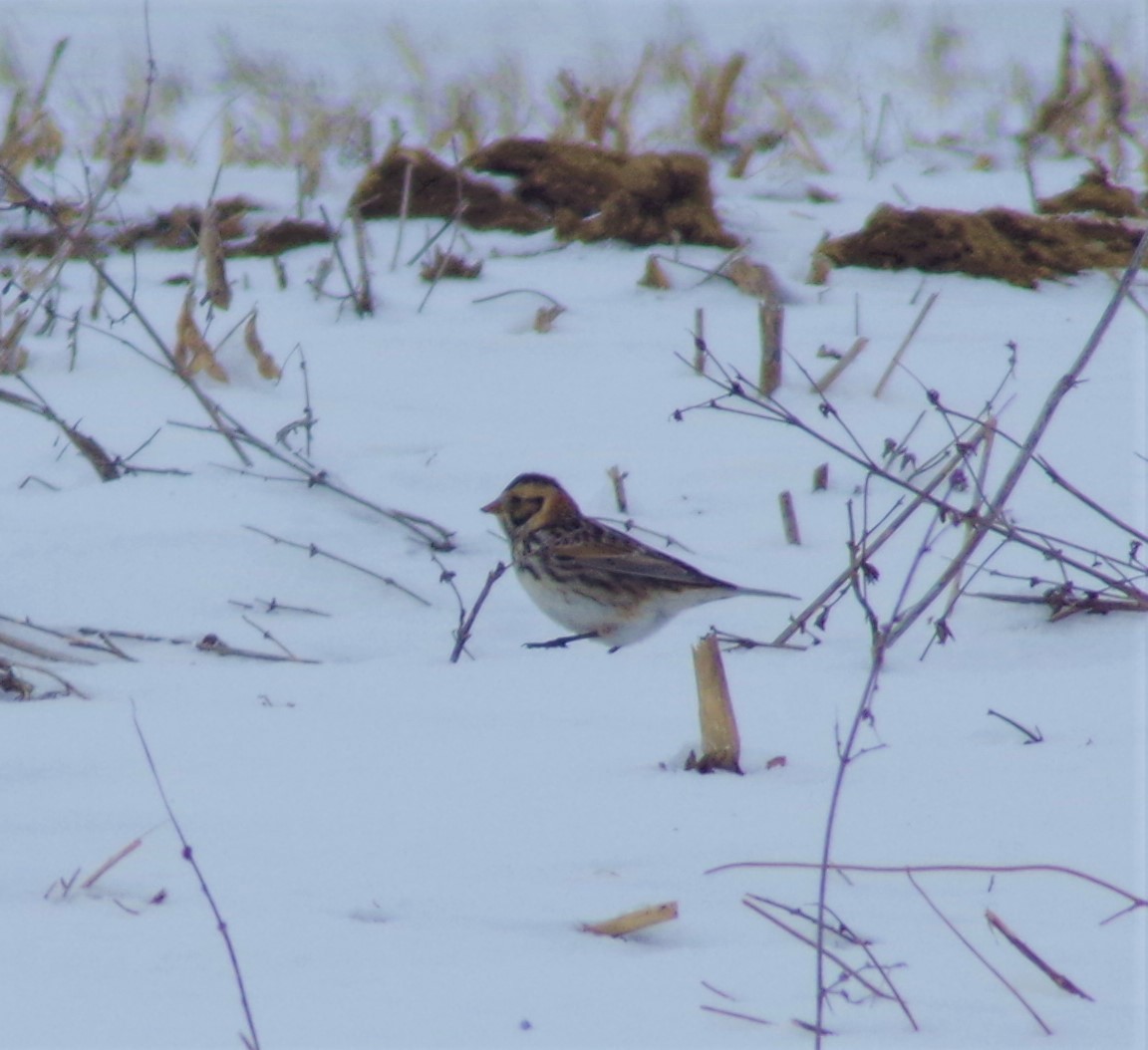 Lapland Longspur - ML304244451