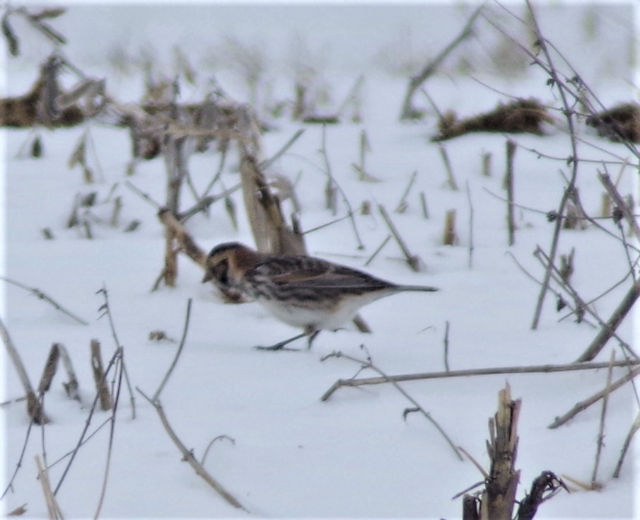 Lapland Longspur - ML304244461