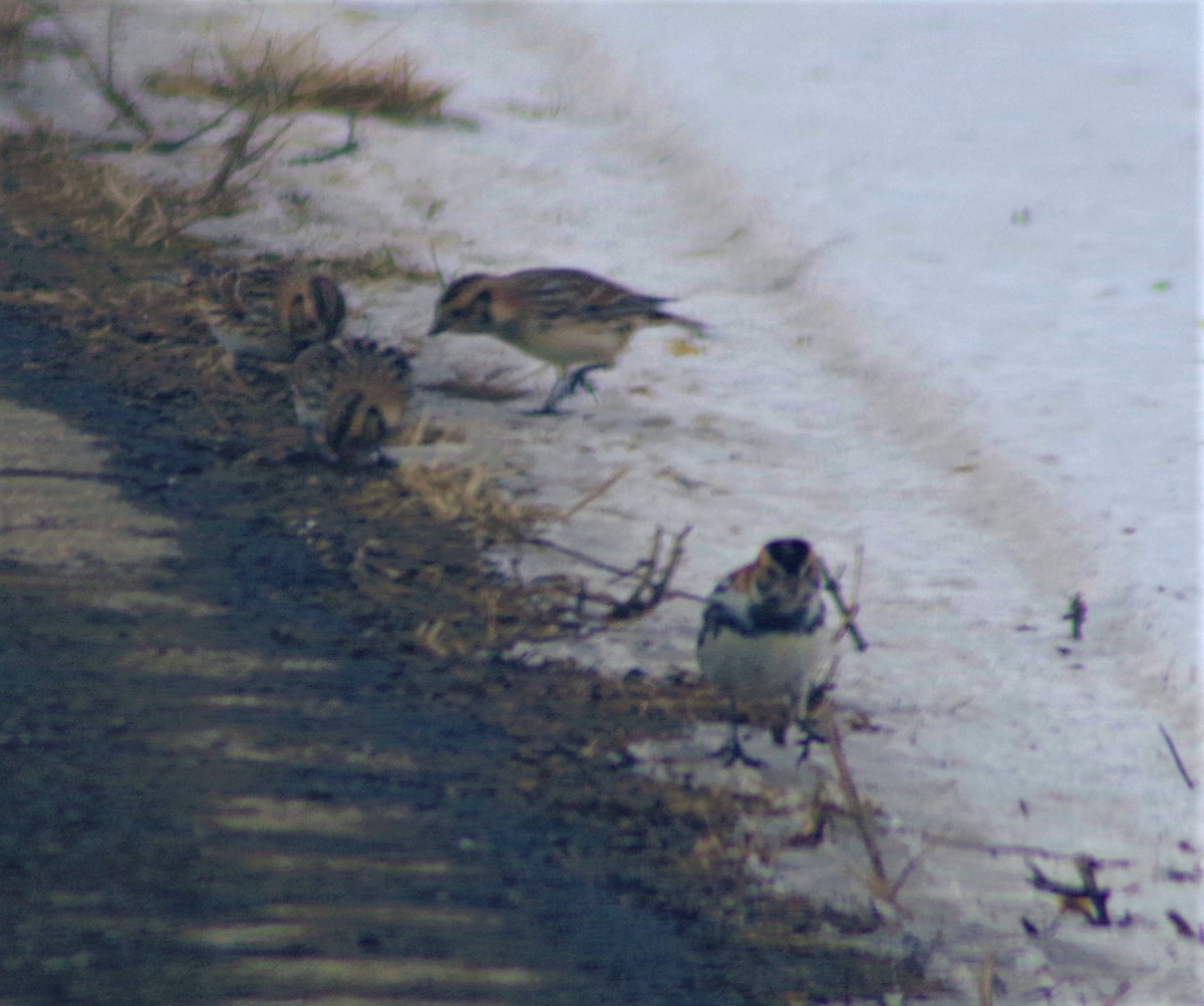 Lapland Longspur - ML304244471