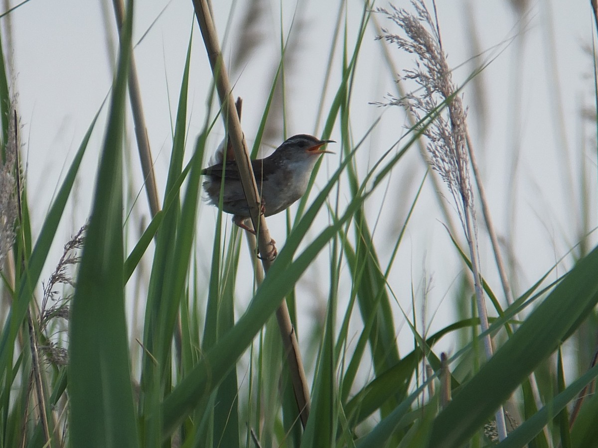 Marsh Wren - ML30424521