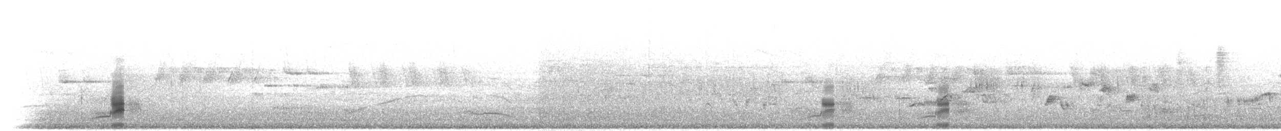 Schnatterente (strepera) - ML304246