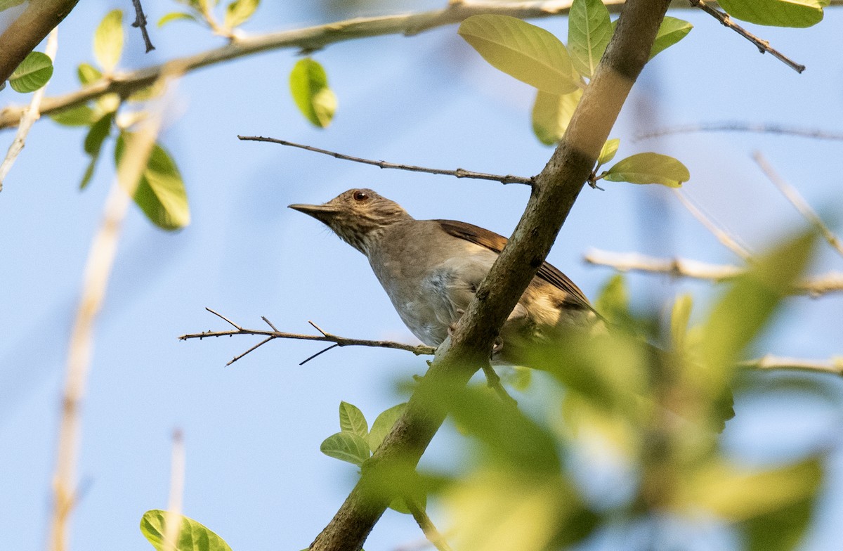 blekbrysttrost - ML304246281