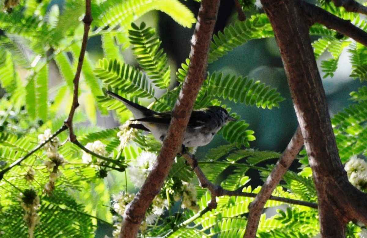 Chestnut-sided Warbler - ML30424831