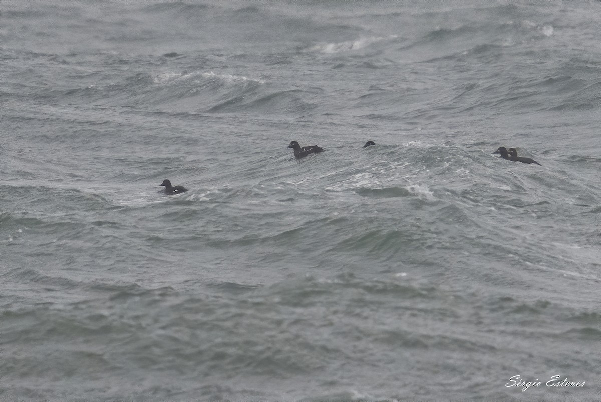 Velvet Scoter - ML304248661