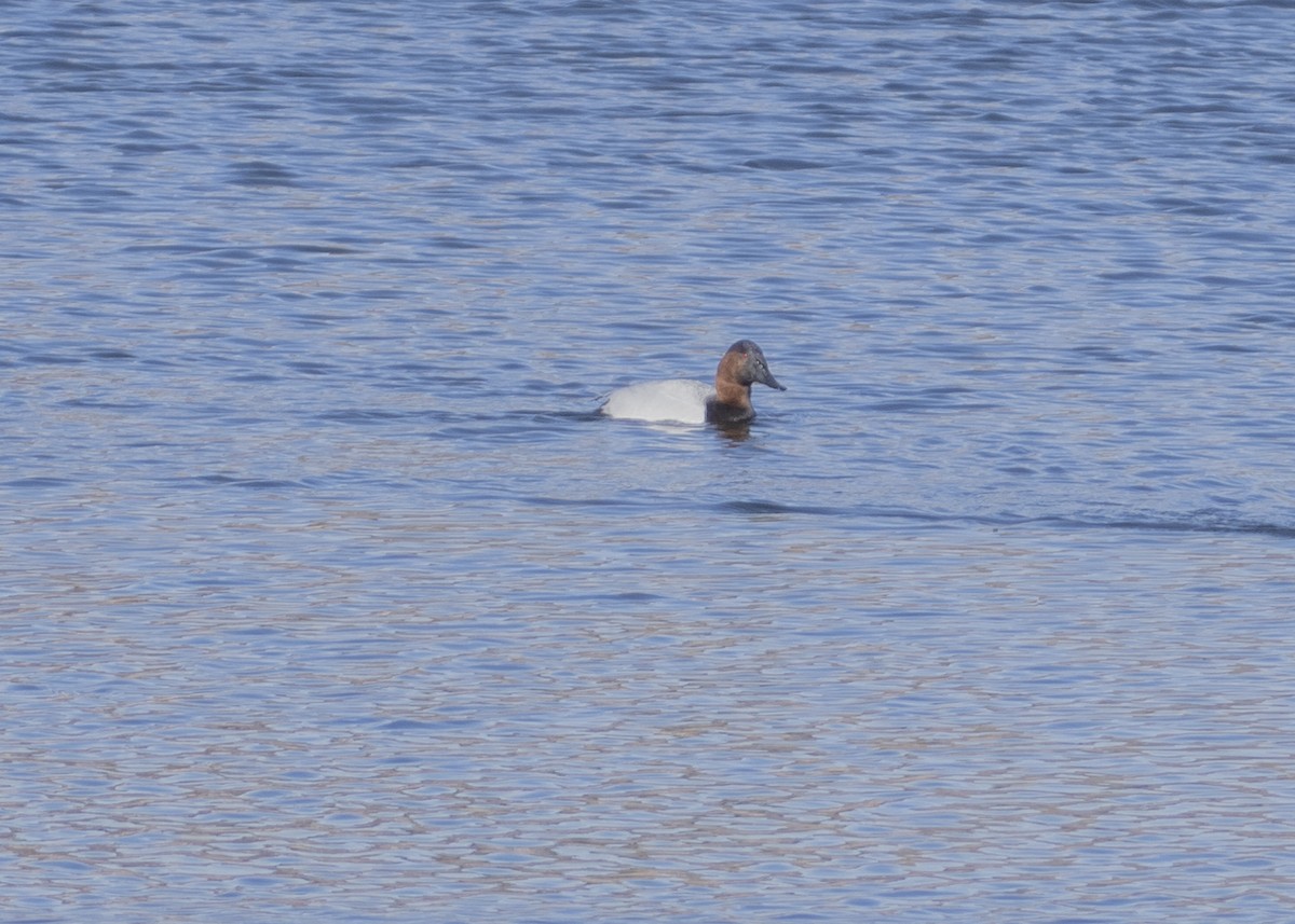 Canvasback - ML304249311