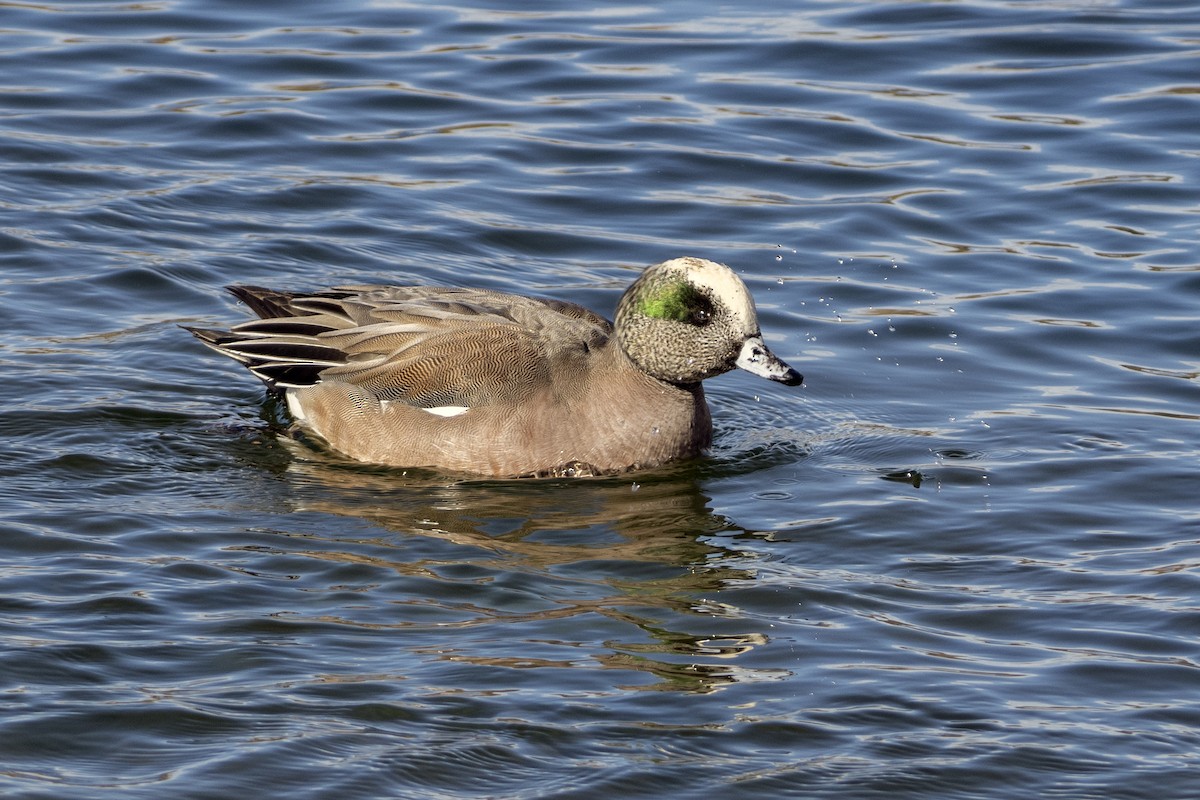 American Wigeon - ML304249431