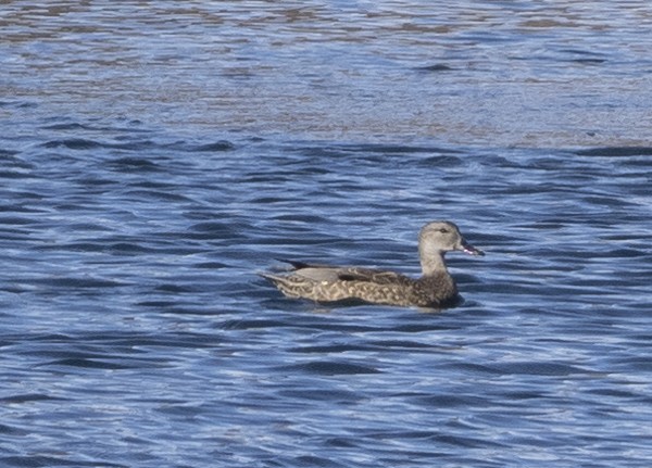 Gadwall - ML304249501