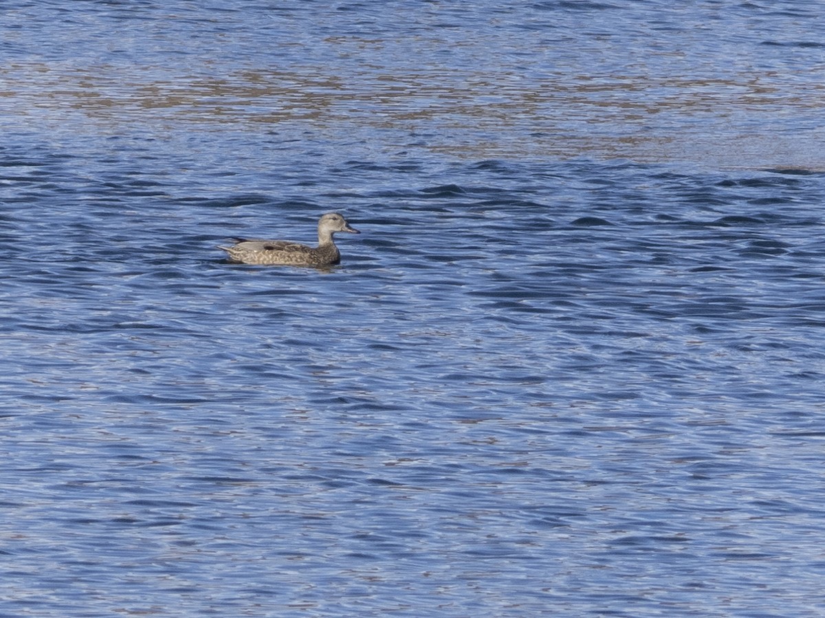 Gadwall - ML304249511