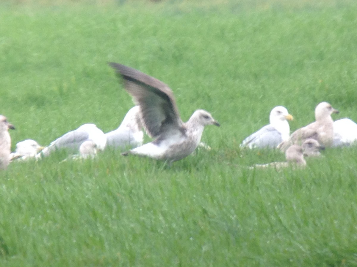 Lesser Black-backed Gull - Jim Danzenbaker