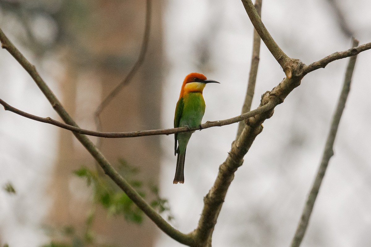 Chestnut-headed Bee-eater - Peter Kennerley