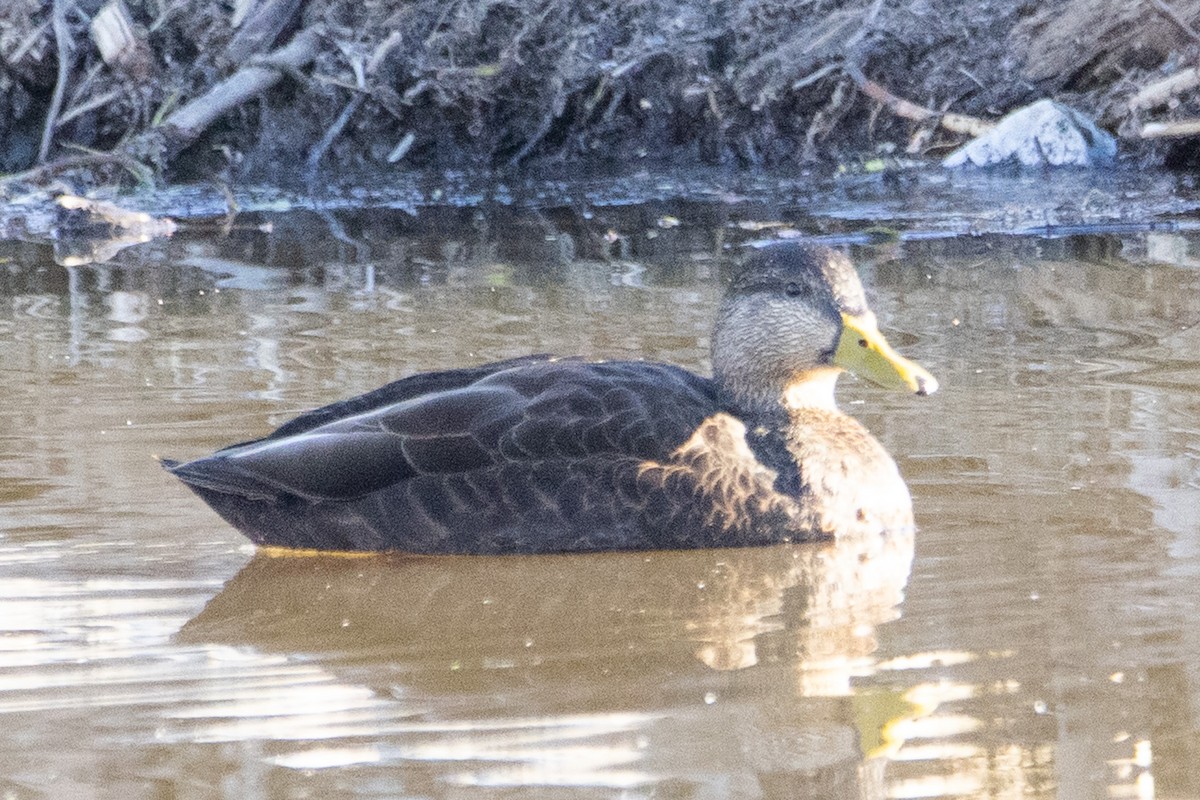 Canard noir - ML304252171