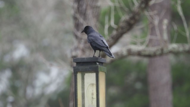 Fish Crow - ML304253331