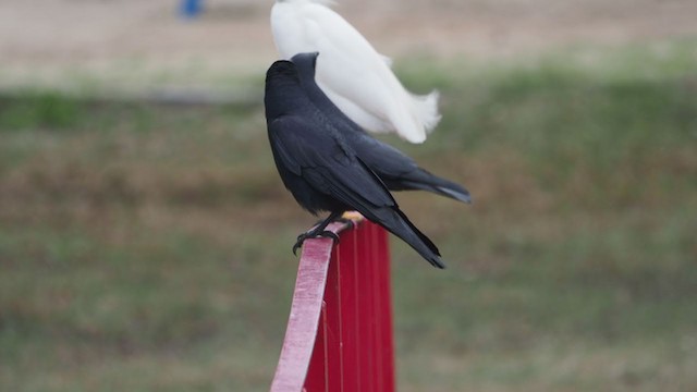 Fish Crow - ML304254041