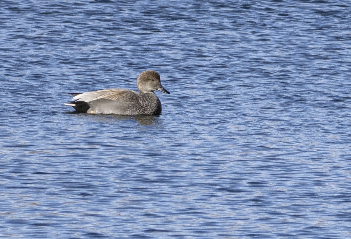 赤膀鴨 - ML304254071