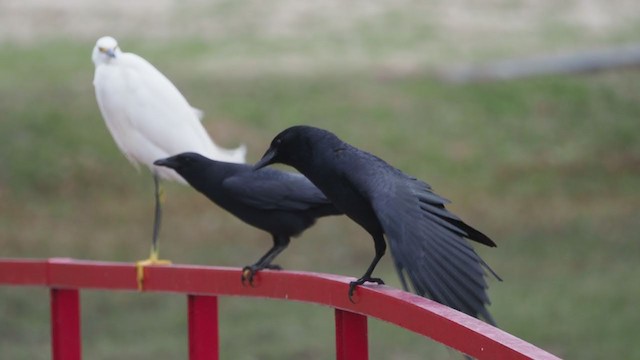 Fish Crow - ML304254861