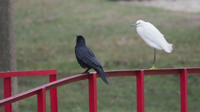 Fish Crow - ML304255481