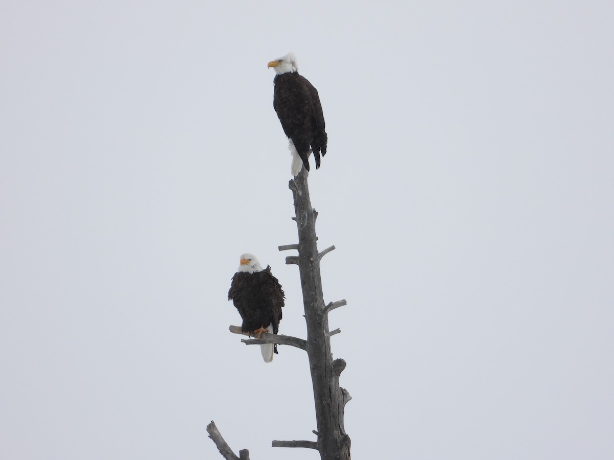 Bald Eagle - ML304255971