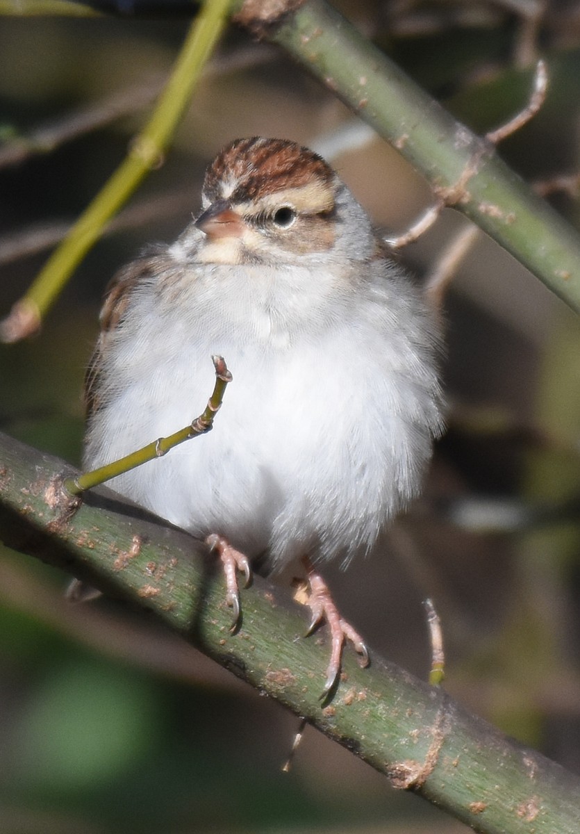 Chipping Sparrow - ML304256021