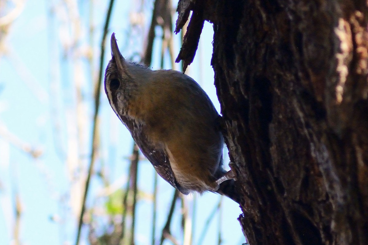 Carolina Wren - Jeremy Powers