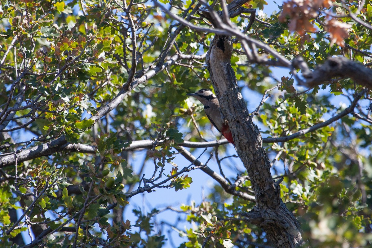 Great Spotted Woodpecker - ML304256851