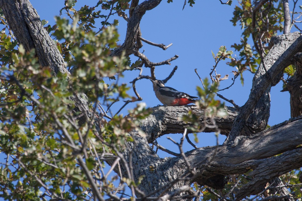 Great Spotted Woodpecker - Thomas Galewski