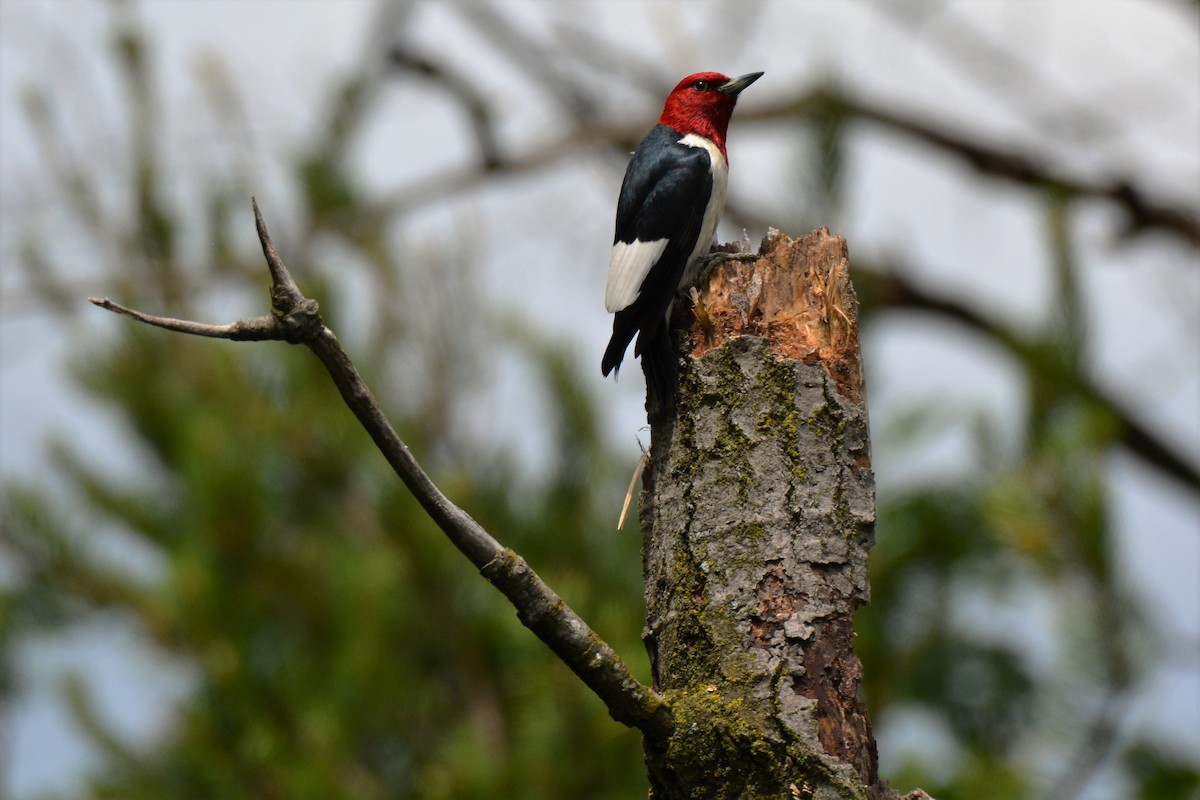 Red-headed Woodpecker - ML30425841