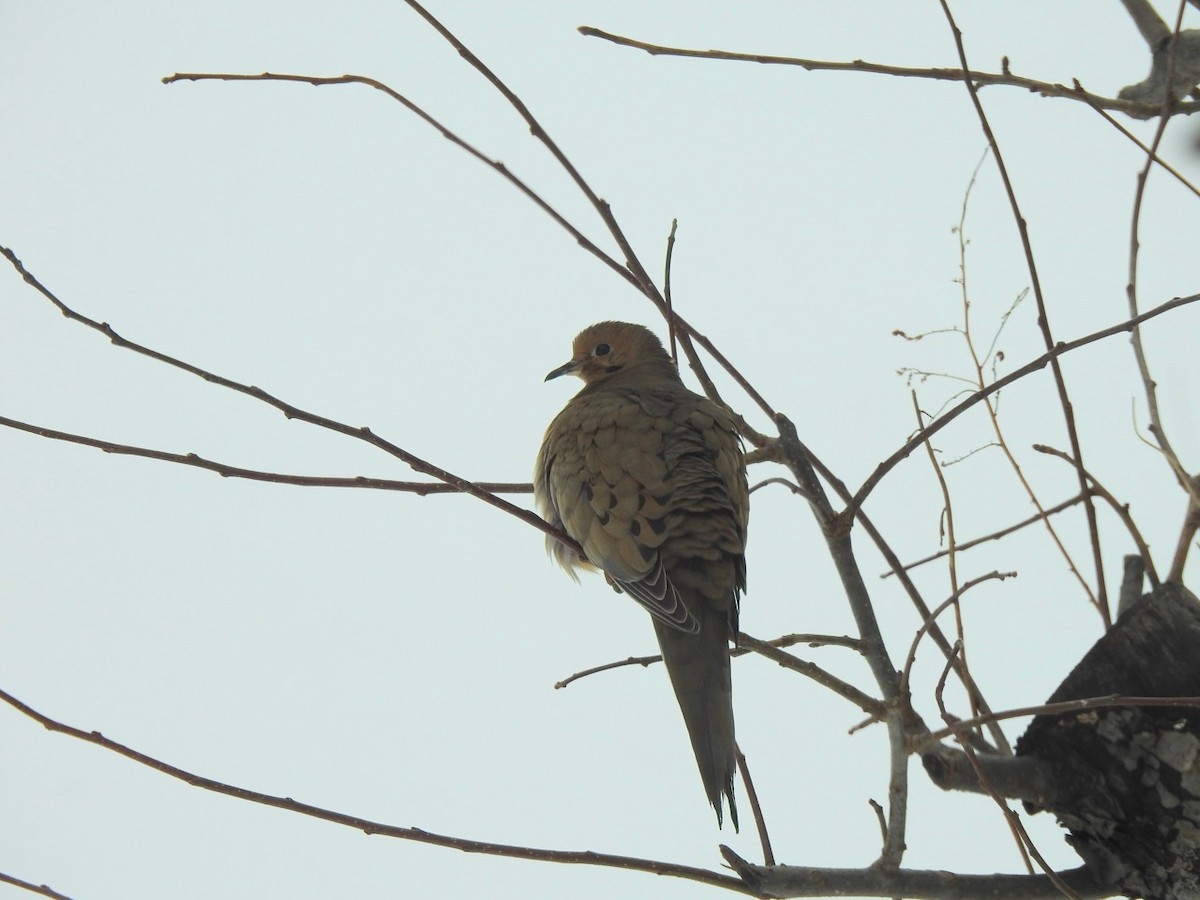 Mourning Dove - ML304259571