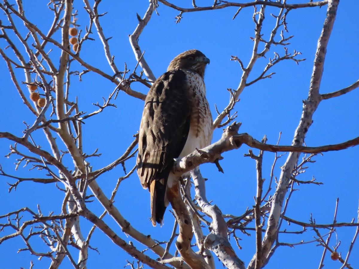 Red-tailed Hawk - ML304261721