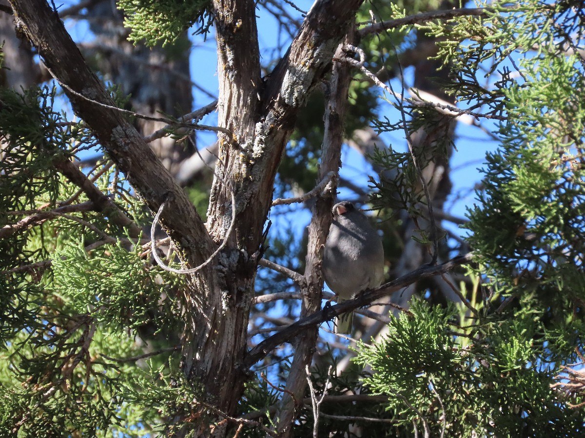 Dark-eyed Junco - ML304262111