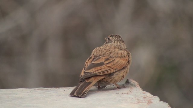 House Bunting - ML304263281